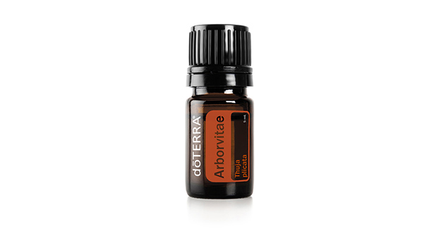Туя гигантская (Arborvitae)