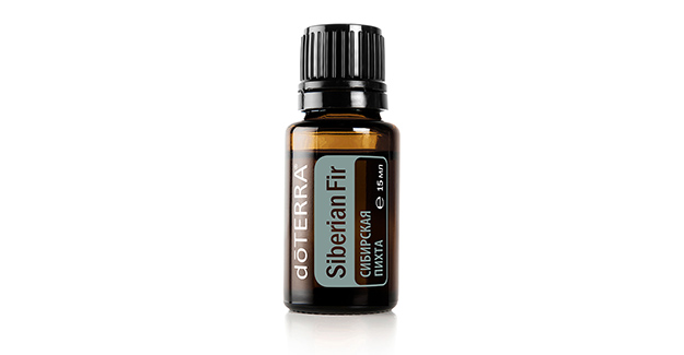 Пихта сибирская (Siberian Fir)